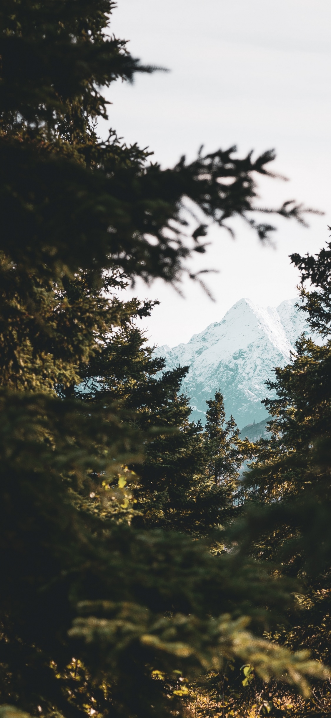 Обои окружающая среда, природный ландшафт, ветвление, небо, солнечный свет в разрешении 1125x2436