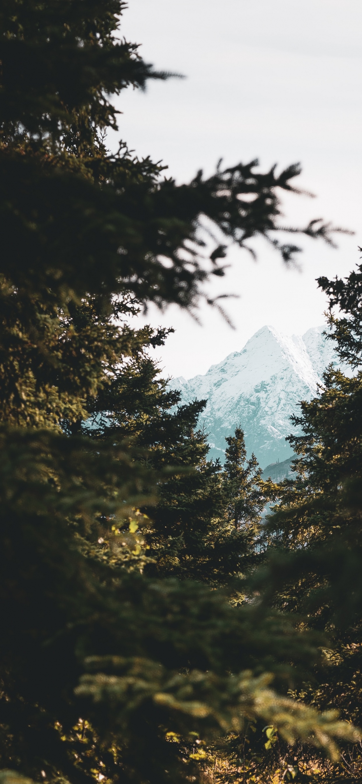 Обои окружающая среда, природный ландшафт, ветвление, небо, солнечный свет в разрешении 1242x2688