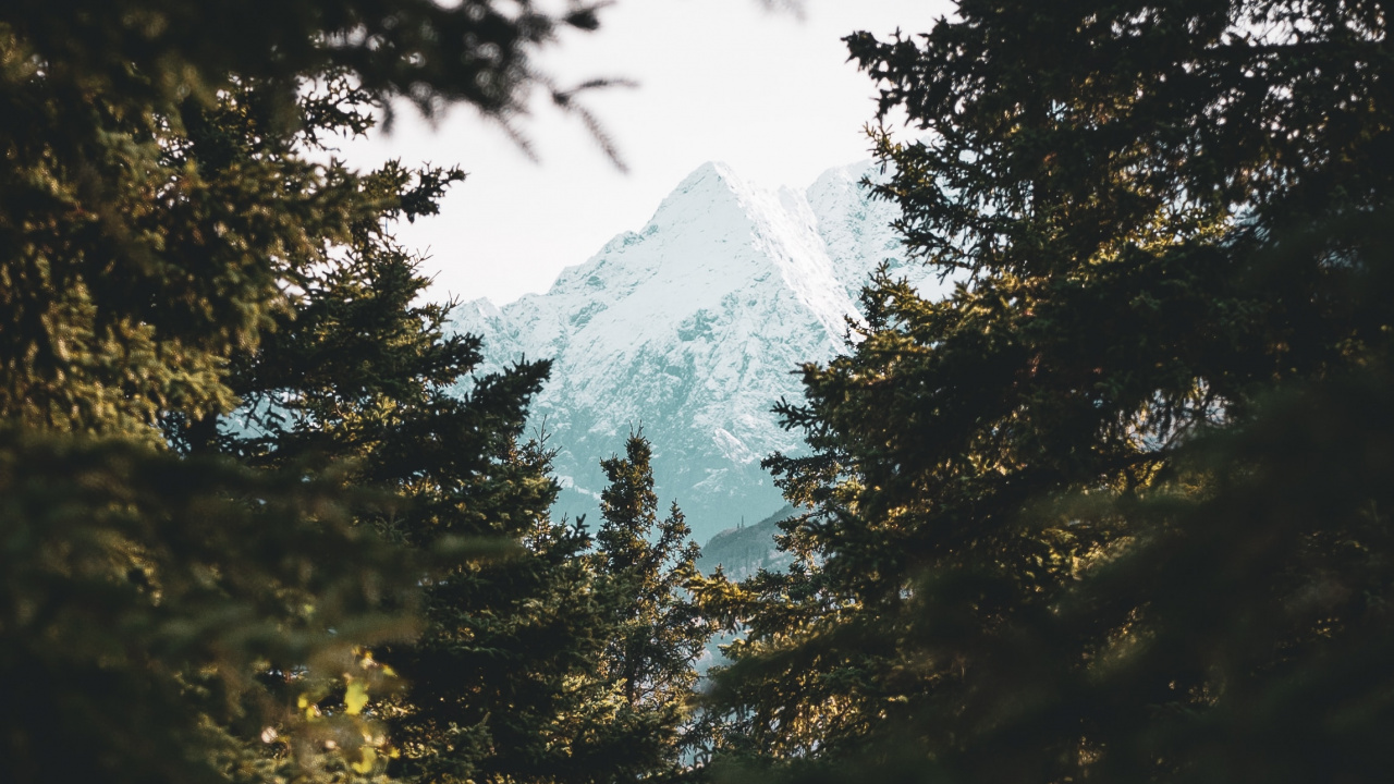 Обои окружающая среда, природный ландшафт, ветвление, небо, солнечный свет в разрешении 1280x720