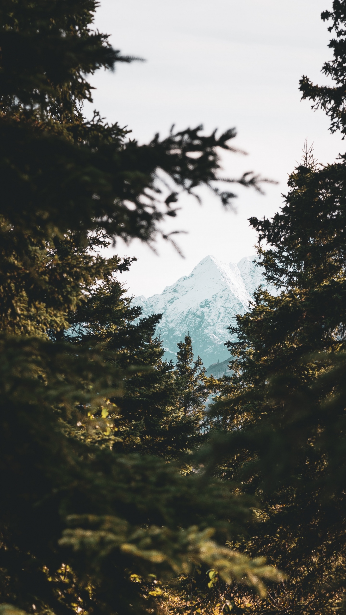 Обои окружающая среда, природный ландшафт, ветвление, небо, солнечный свет в разрешении 1440x2560