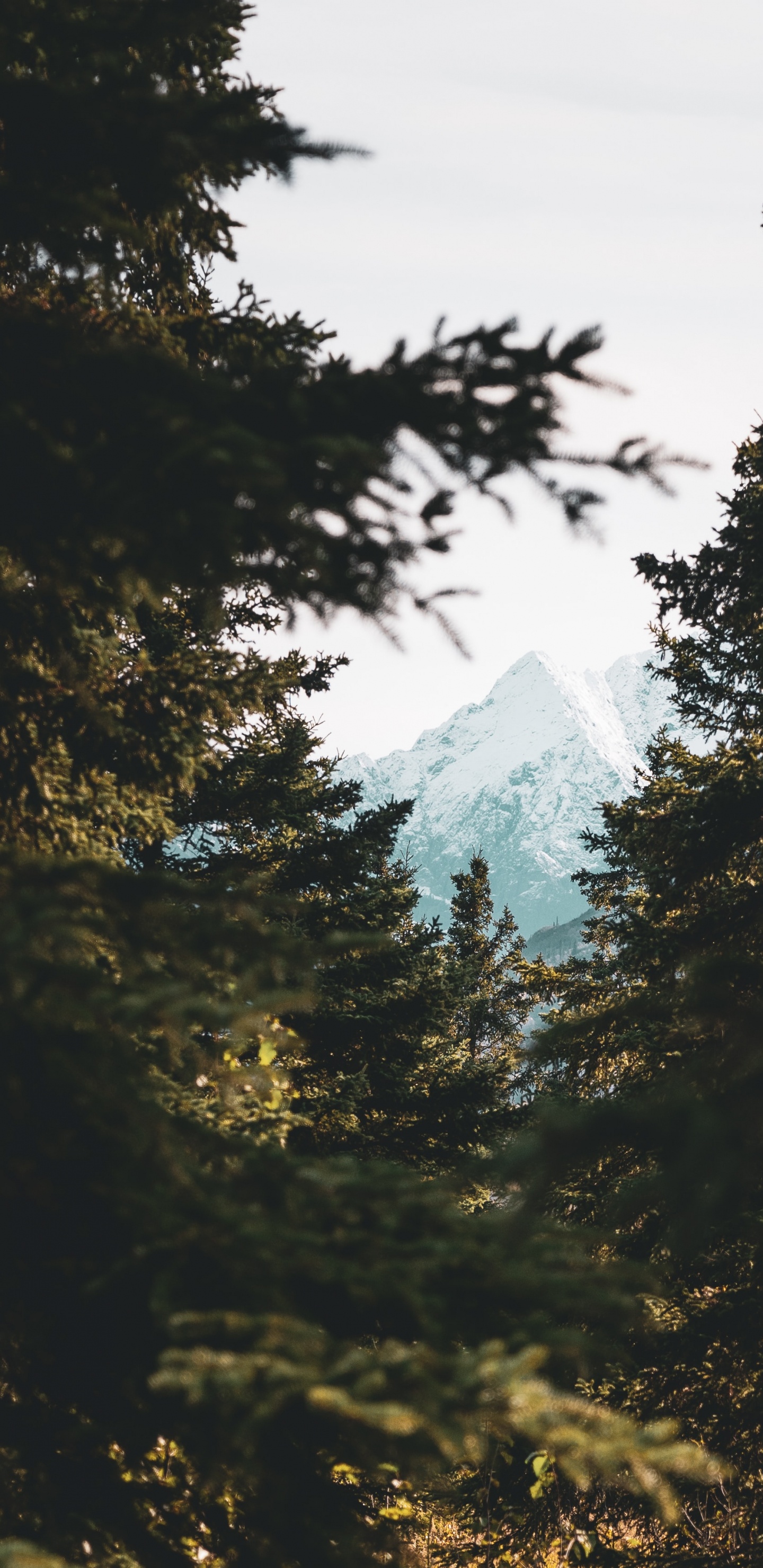 Обои окружающая среда, природный ландшафт, ветвление, небо, солнечный свет в разрешении 1440x2960