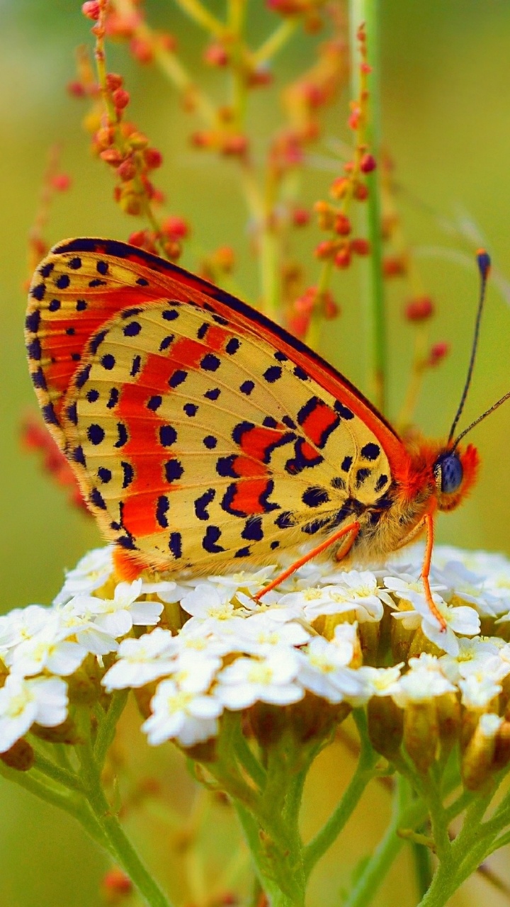 Обои белянок, боке, бабочка, насекомое, мотыльки и бабочки в разрешении 720x1280