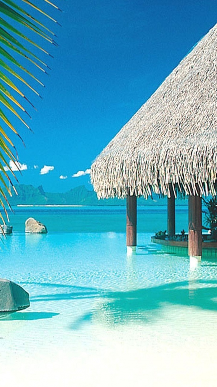 Обои тропическая зона, отпуск, Карибский бассейн, Пальма, вода в разрешении 720x1280