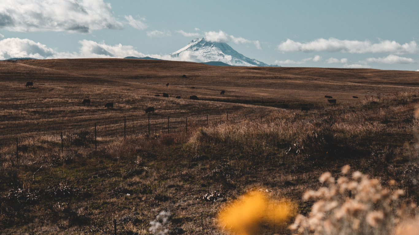 Обои дикая местность, дерево, экорегион, облако, Зеленая Трава Черный в разрешении 1366x768