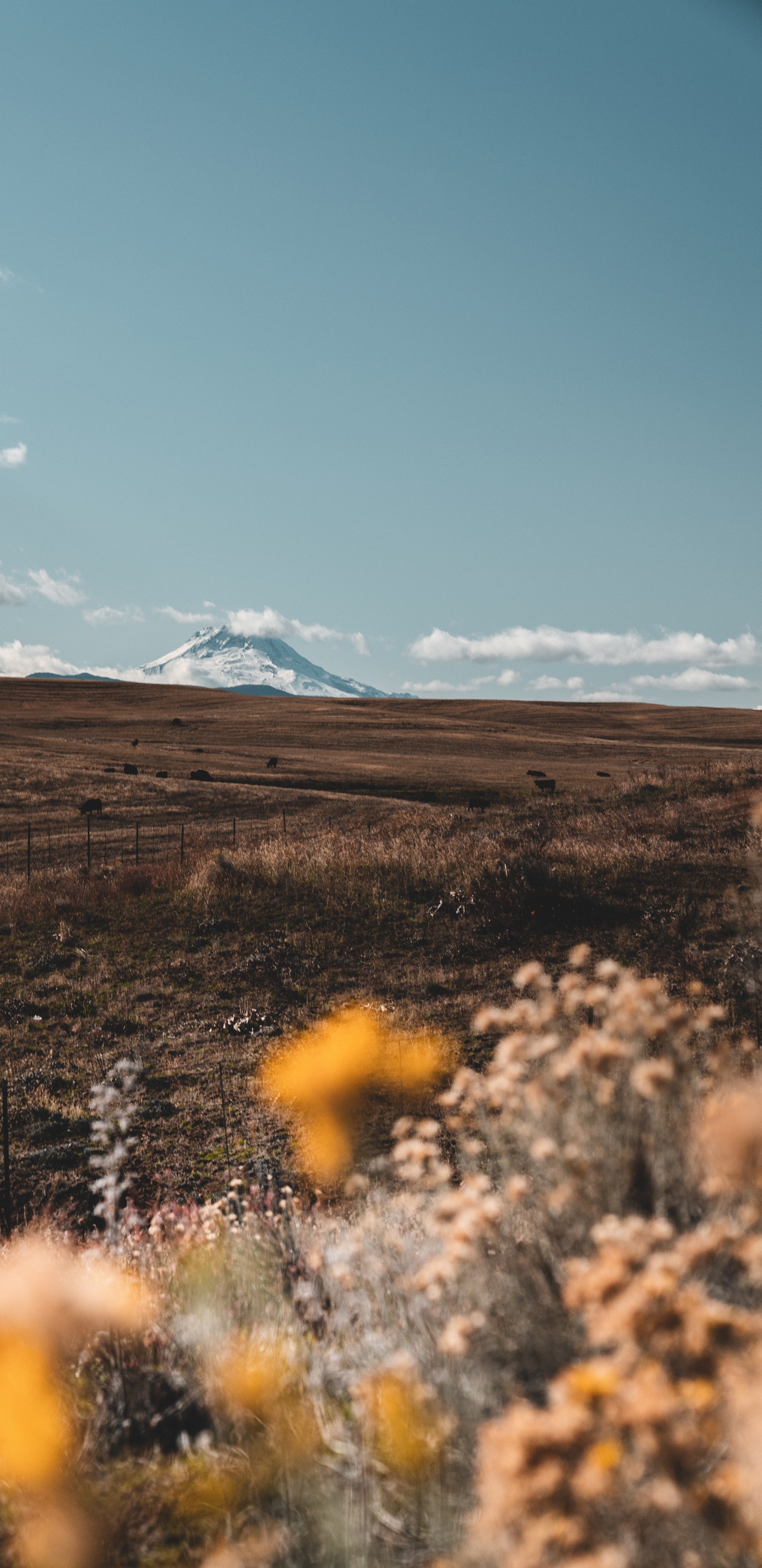 Обои дикая местность, дерево, экорегион, облако, Зеленая Трава Черный в разрешении 1440x2960