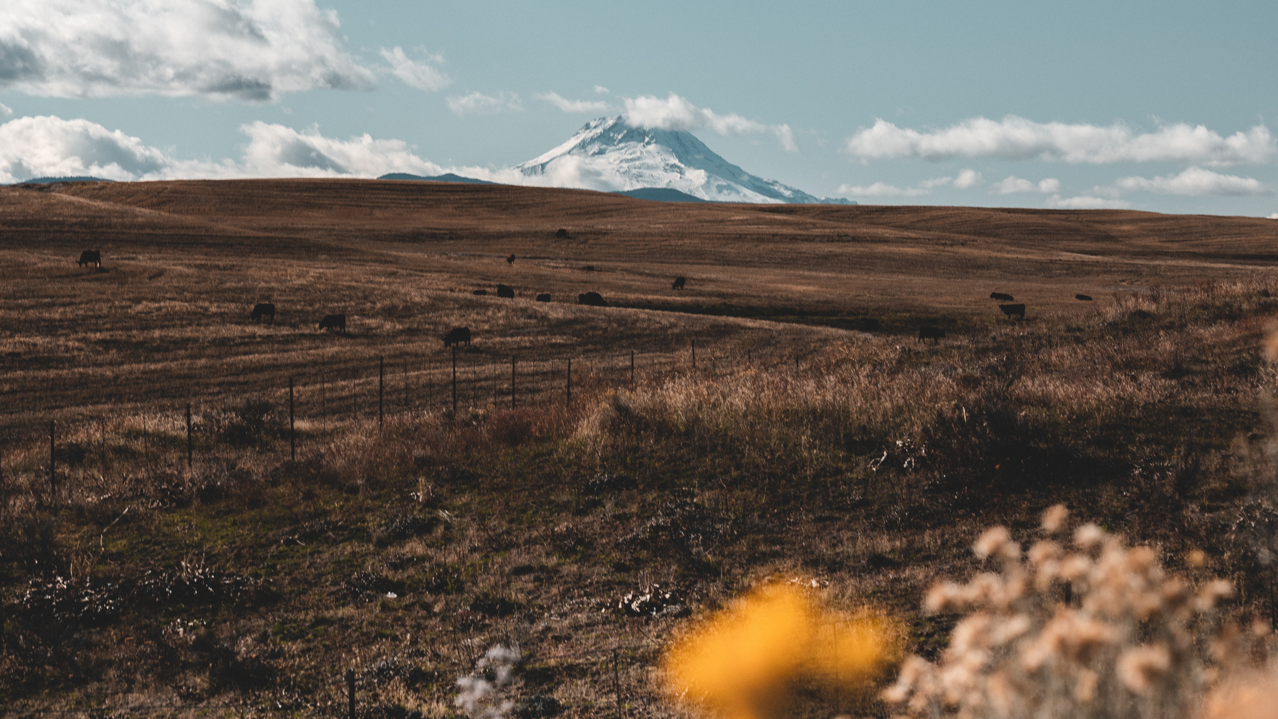 Обои дикая местность, дерево, экорегион, облако, Зеленая Трава Черный в разрешении 2560x1440