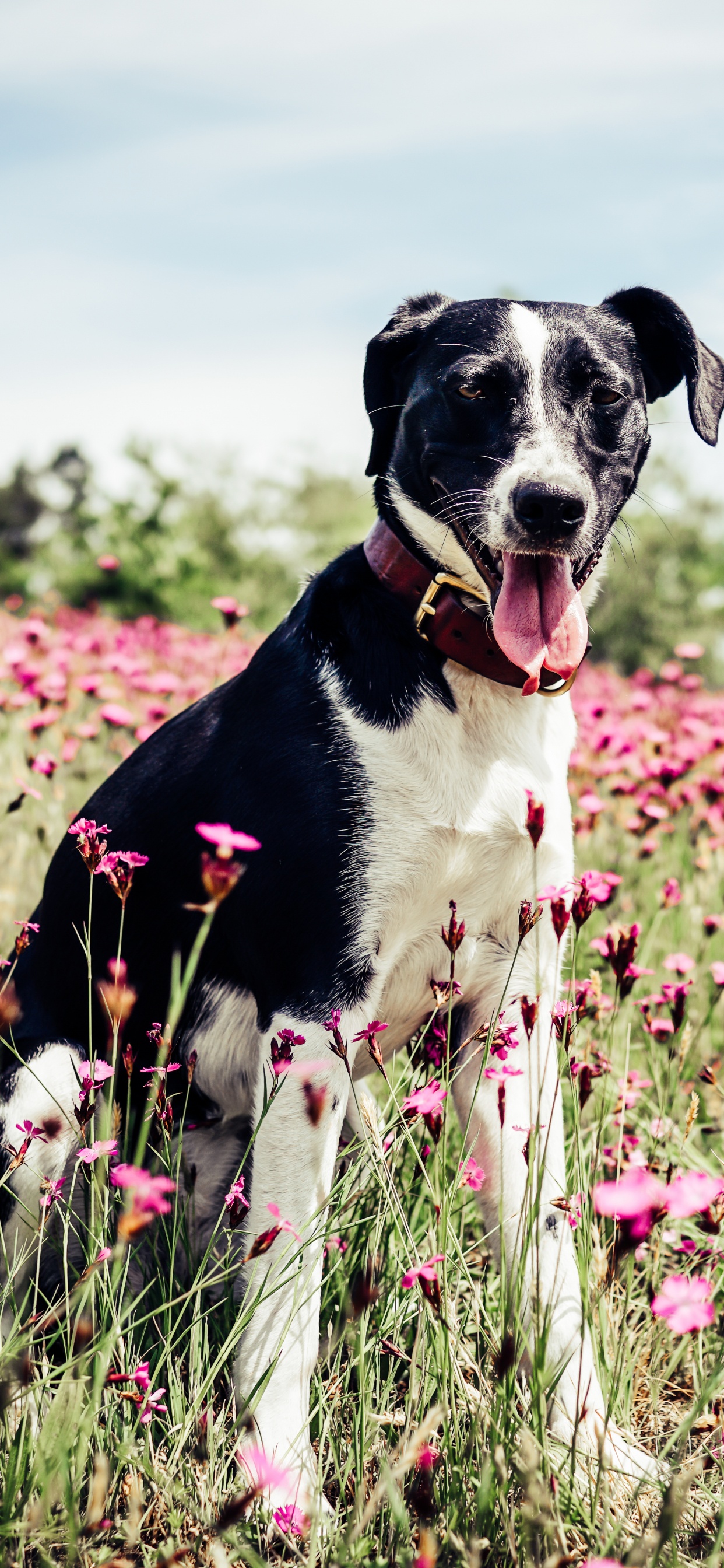 Обои Французская белая и черная гончая, охотничья собака, гончая, пес, Псовые в разрешении 1242x2688