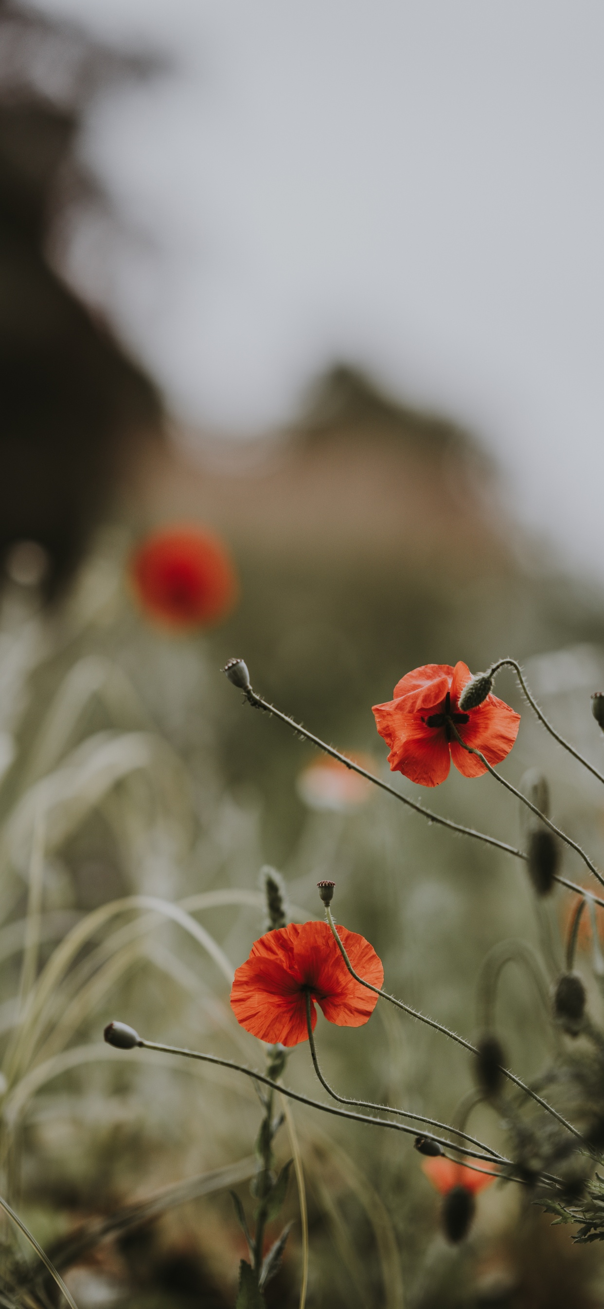 Обои весна, красный цвет, цветковое растение, цветок, коклико в разрешении 1242x2688