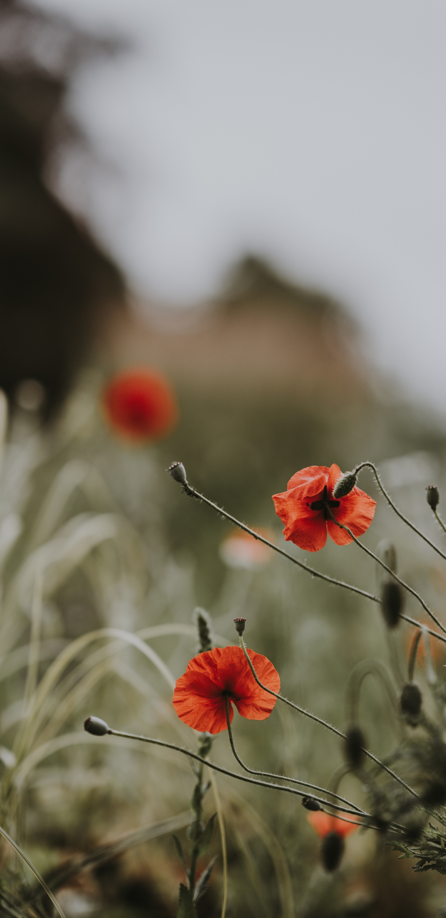 Обои весна, красный цвет, цветковое растение, цветок, коклико в разрешении 1440x2960