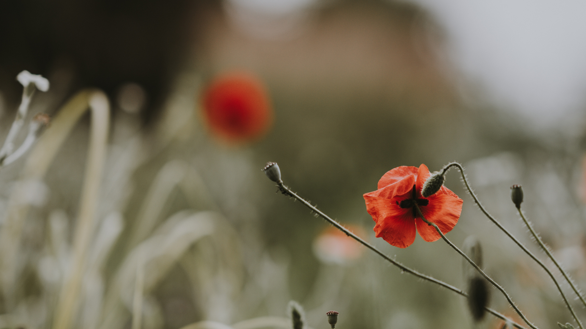 Обои весна, красный цвет, цветковое растение, цветок, коклико в разрешении 1920x1080
