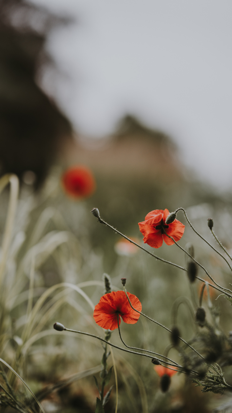 Обои весна, красный цвет, цветковое растение, цветок, коклико в разрешении 750x1334