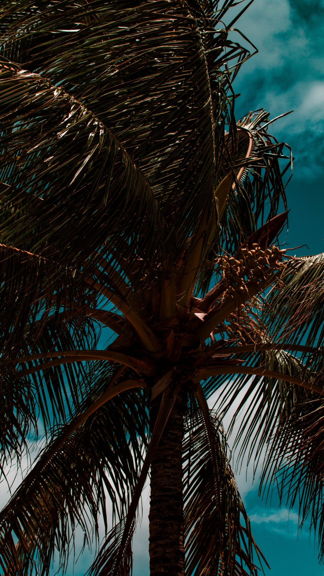 Обои пальмовые рощи, дерево, ветвь, Пальма, синий в разрешении 1080x1920