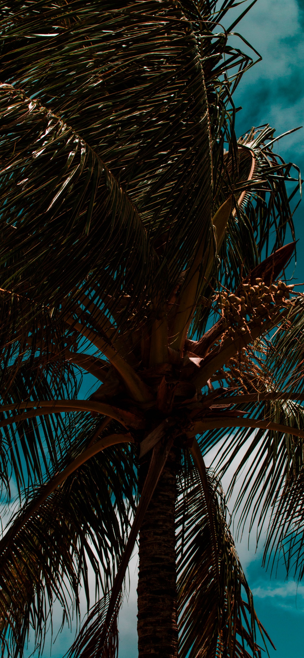 Обои пальмовые рощи, дерево, ветвь, Пальма, синий в разрешении 1242x2688