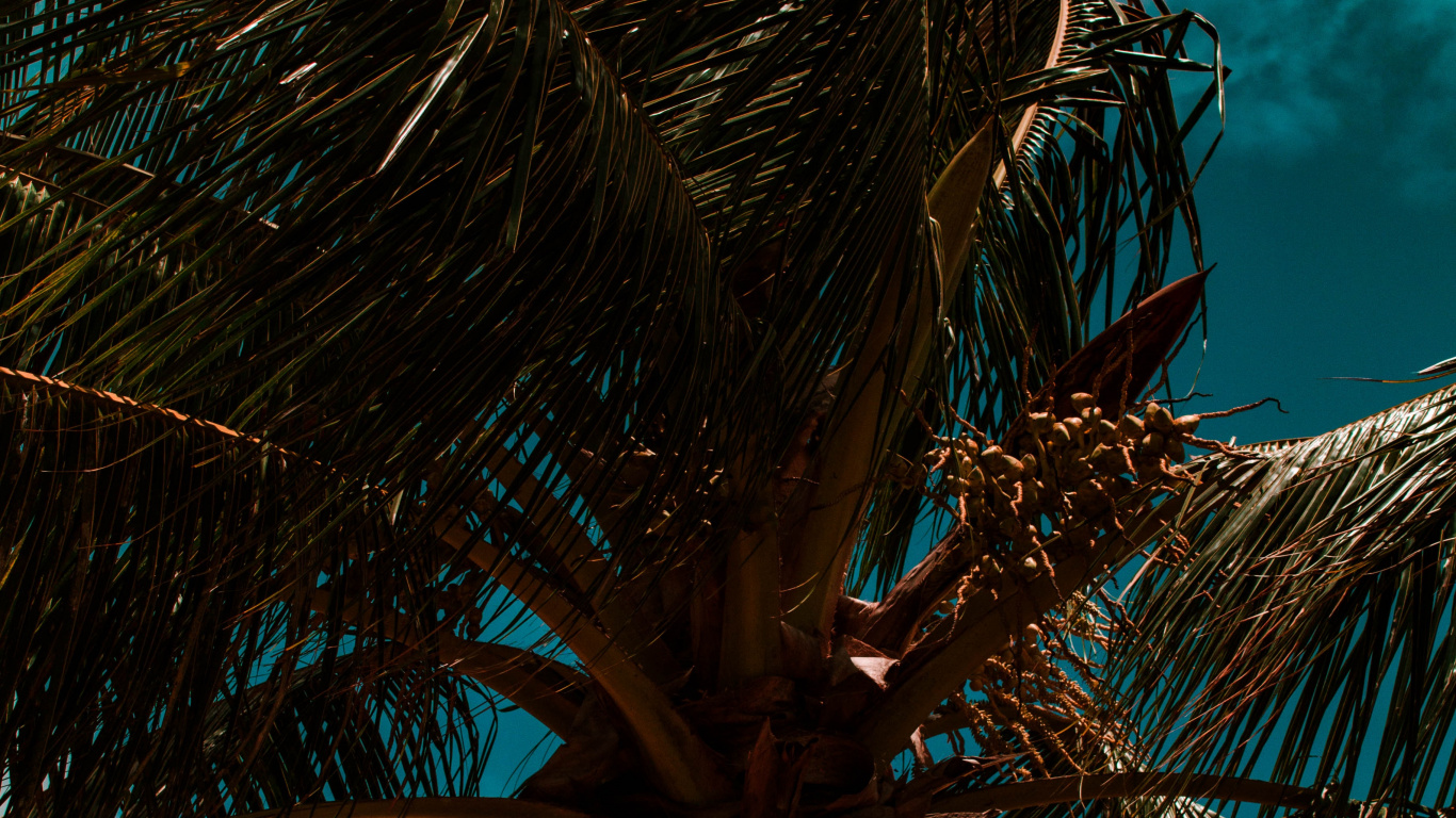 Обои пальмовые рощи, дерево, ветвь, Пальма, синий в разрешении 1366x768