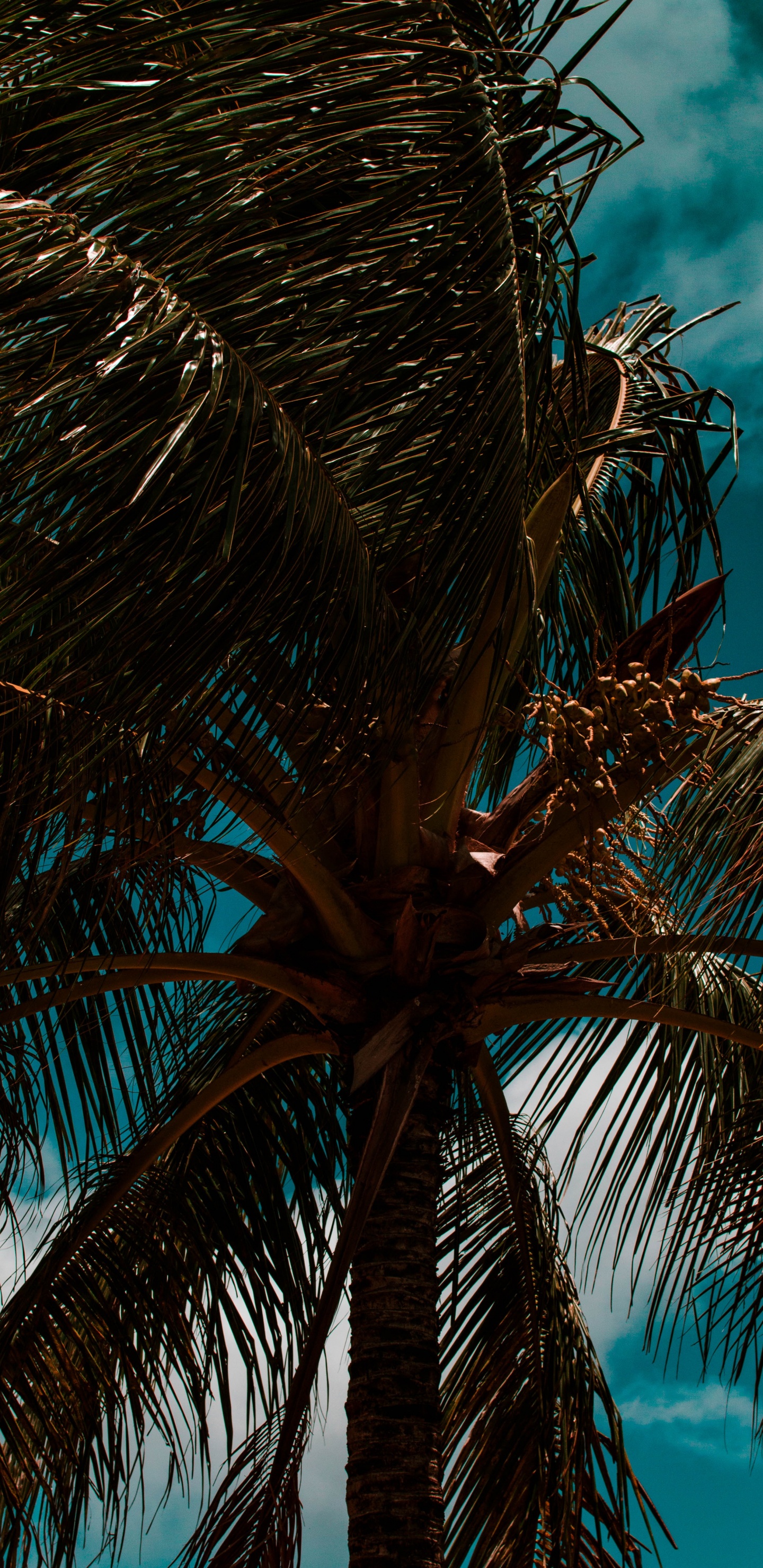 Обои пальмовые рощи, дерево, ветвь, Пальма, синий в разрешении 1440x2960