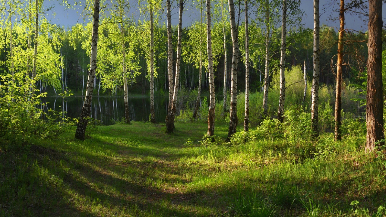 Обои лес, растительность, лесистая местность, природный заповедник, экосистема в разрешении 1280x720