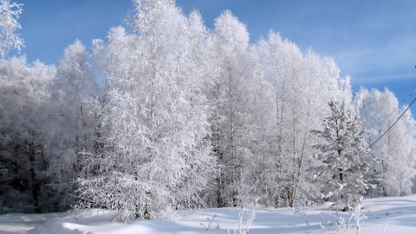 Обои снег, дерево, зима, мороз, замораживание в разрешении 1366x768