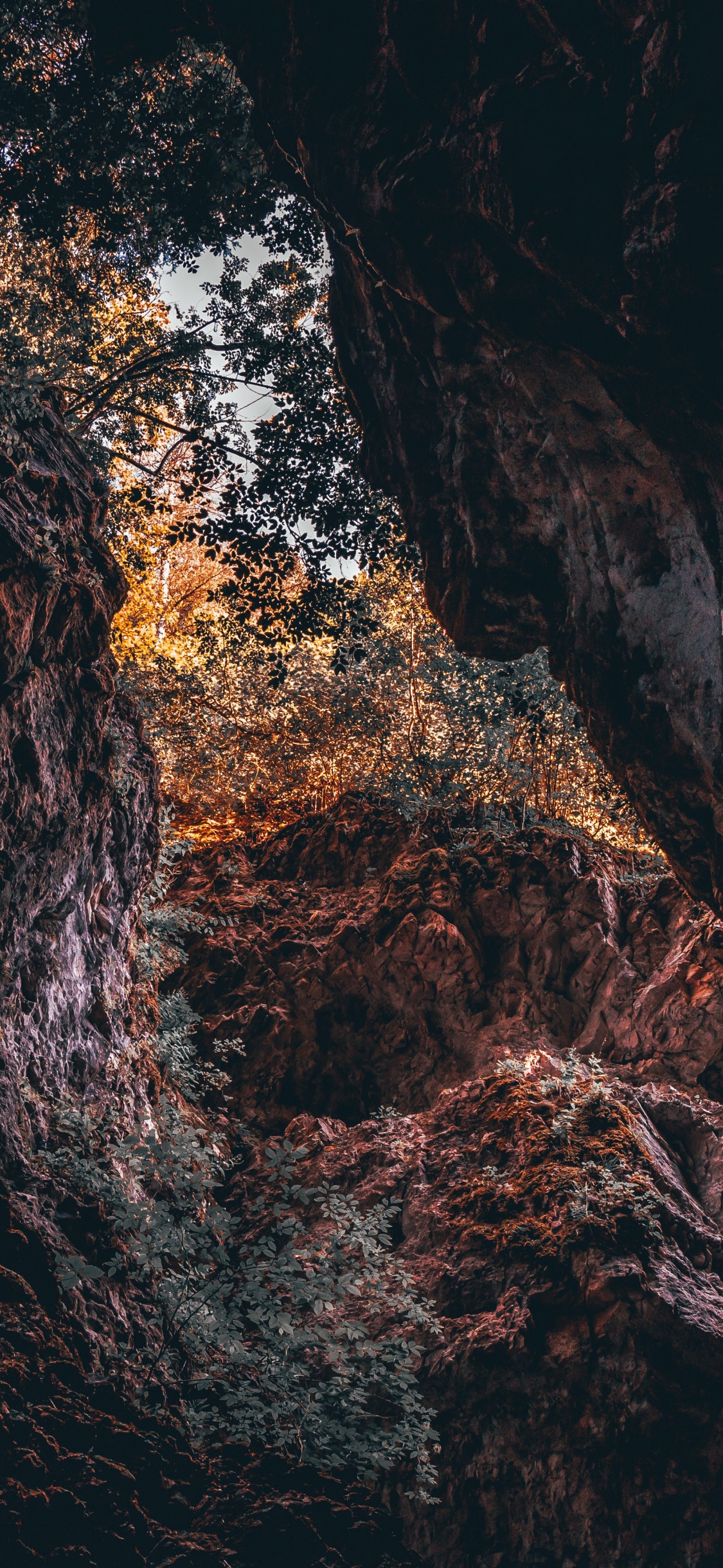 Обои черный, коричневый цвет, вода, дерево, рок в разрешении 1125x2436