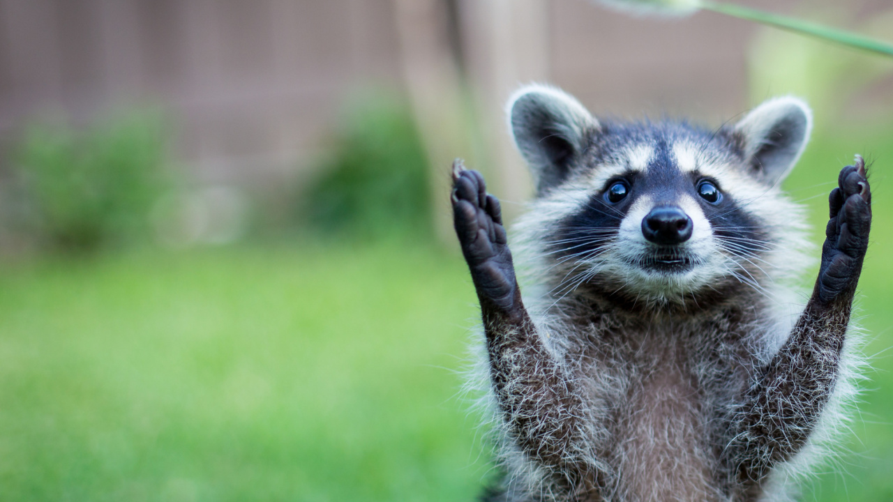 Обои наземные животные, процион, procyonidae, живая природа, морда в разрешении 1280x720