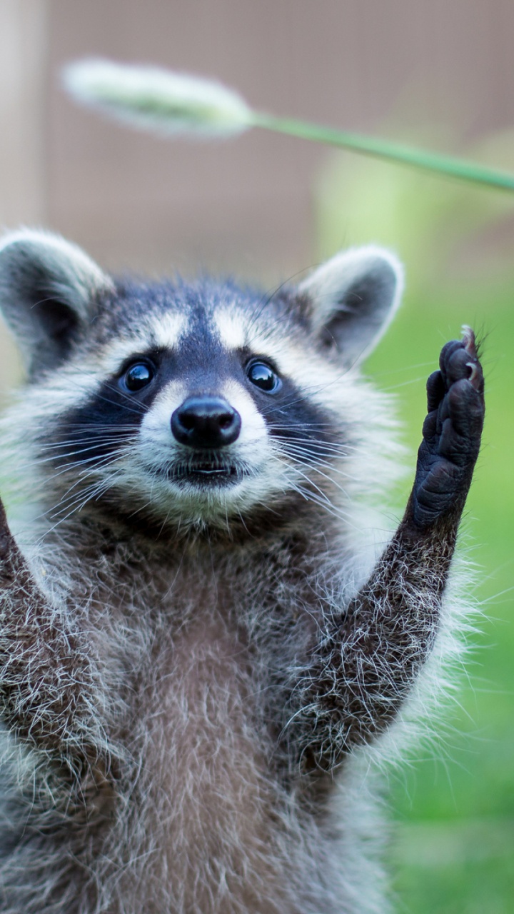 Обои наземные животные, процион, procyonidae, живая природа, морда в разрешении 720x1280