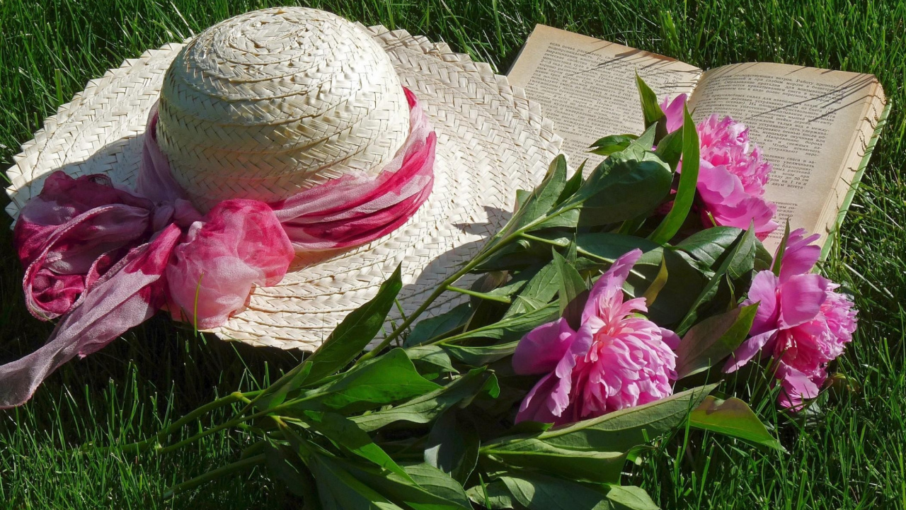 Обои пион, розовый, растение, лепесток, цветение в разрешении 1280x720