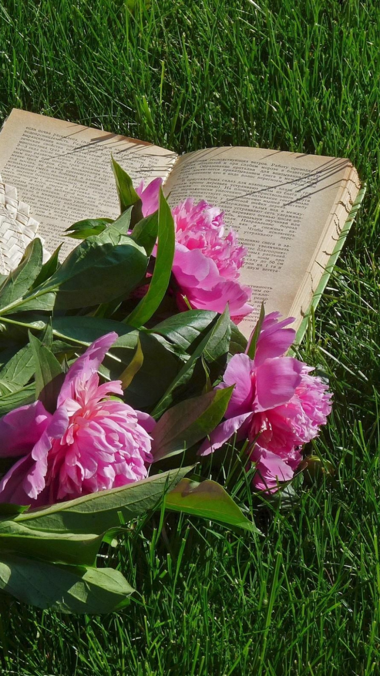 Обои пион, розовый, растение, лепесток, цветение в разрешении 750x1334