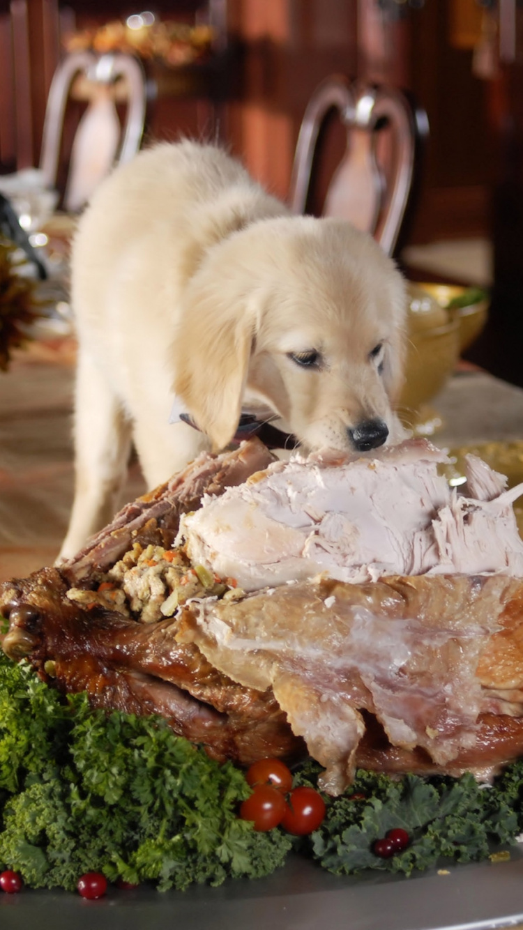 Обои щенок, пища, рецепт, поздний завтрак, Рождество в разрешении 750x1334