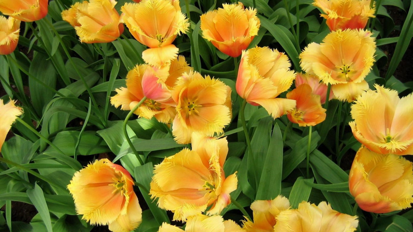 Обои лилейник, цветковое растение, лепесток, однолетнее растение, лампочка в разрешении 1366x768