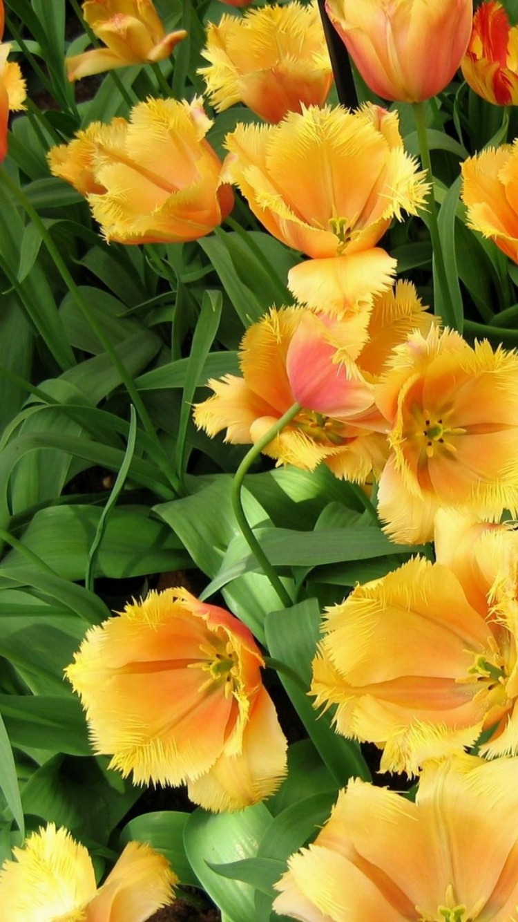 Обои лилейник, цветковое растение, лепесток, однолетнее растение, лампочка в разрешении 750x1334