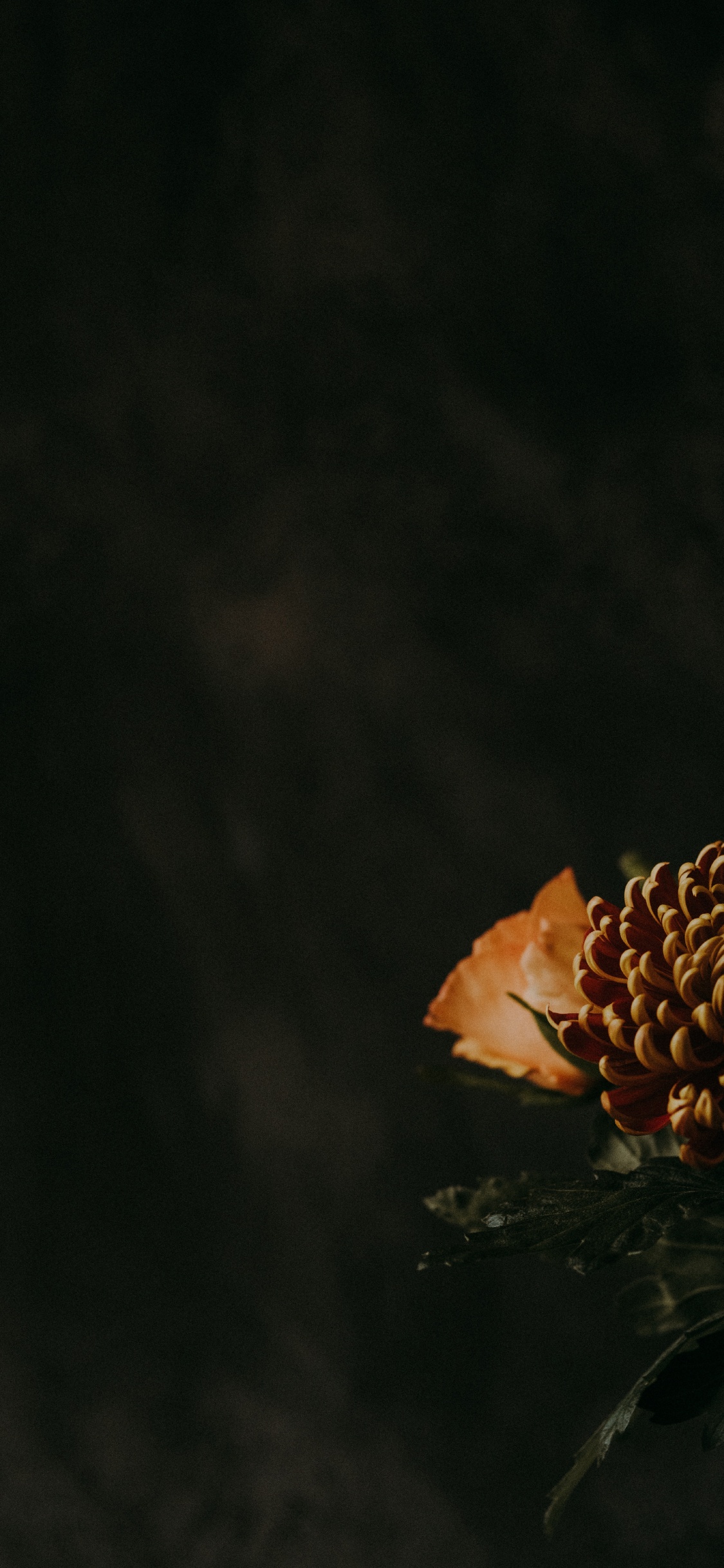 Обои цветок, растение, ботаники, лист, темнота в разрешении 1125x2436