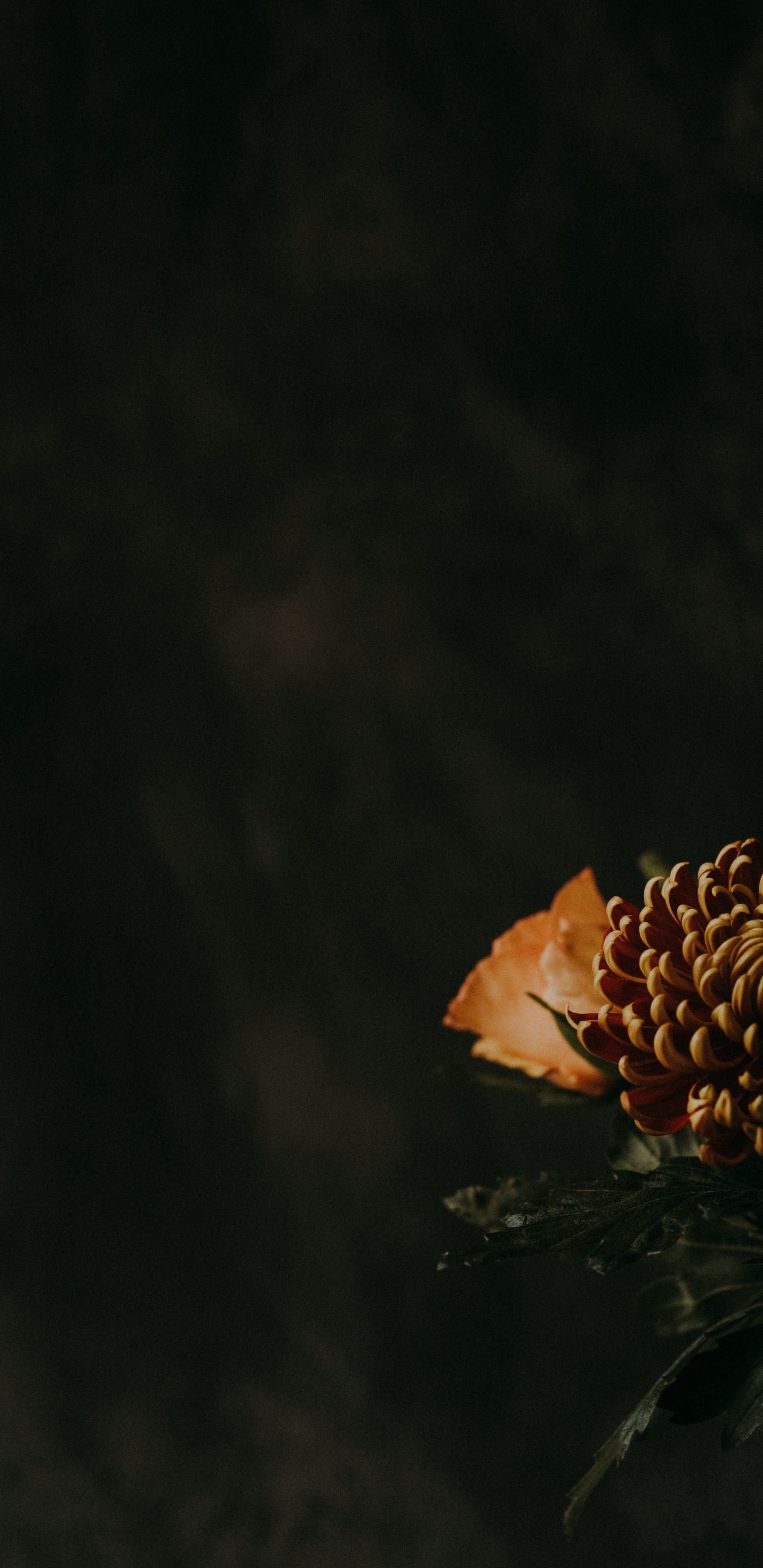 Обои цветок, растение, ботаники, лист, темнота в разрешении 1440x2960