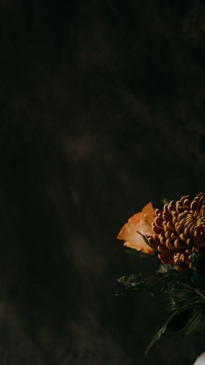 Обои цветок, растение, ботаники, лист, темнота в разрешении 720x1280