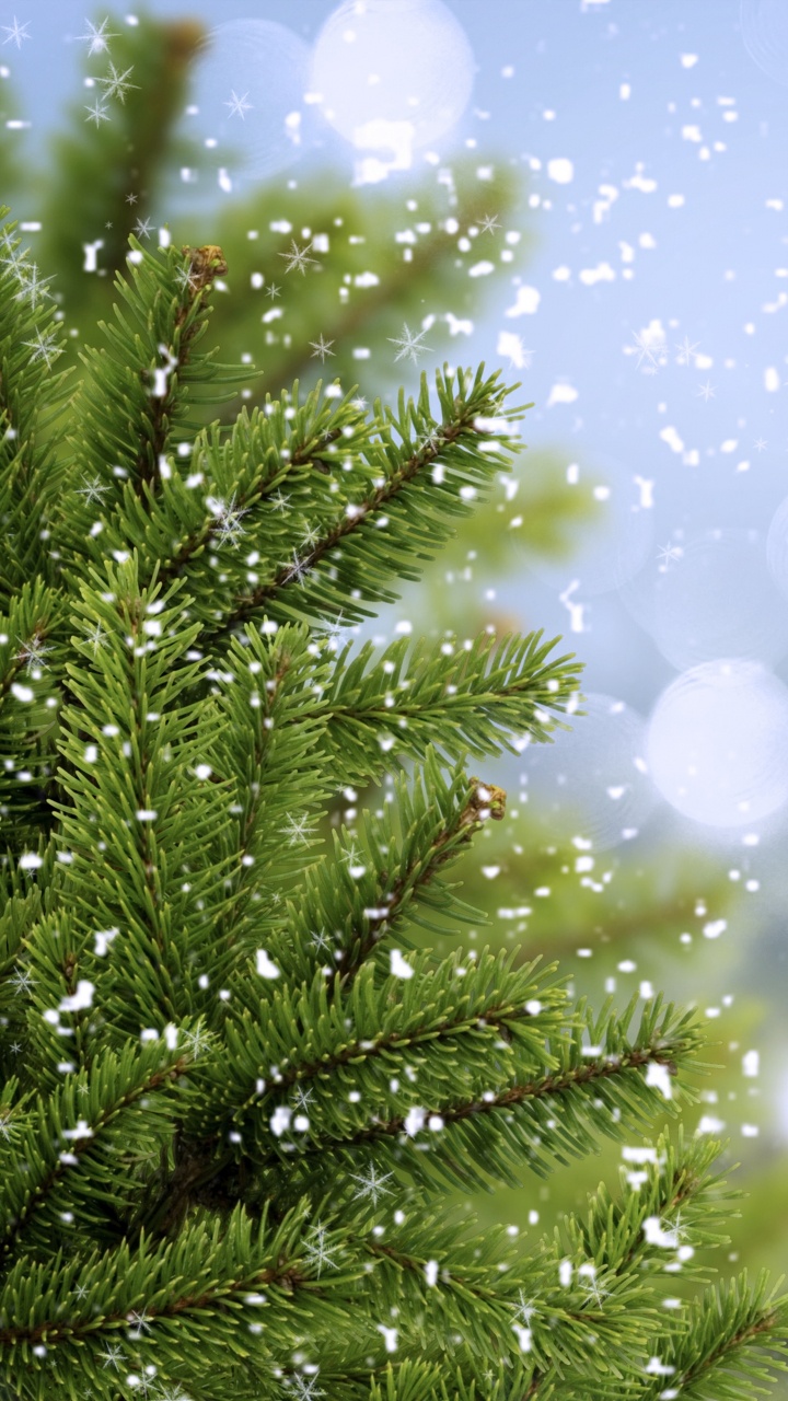 Обои дерево, вода, Магия красочные дерево, ветвь, Рождественская ферма елка с огнями в разрешении 720x1280