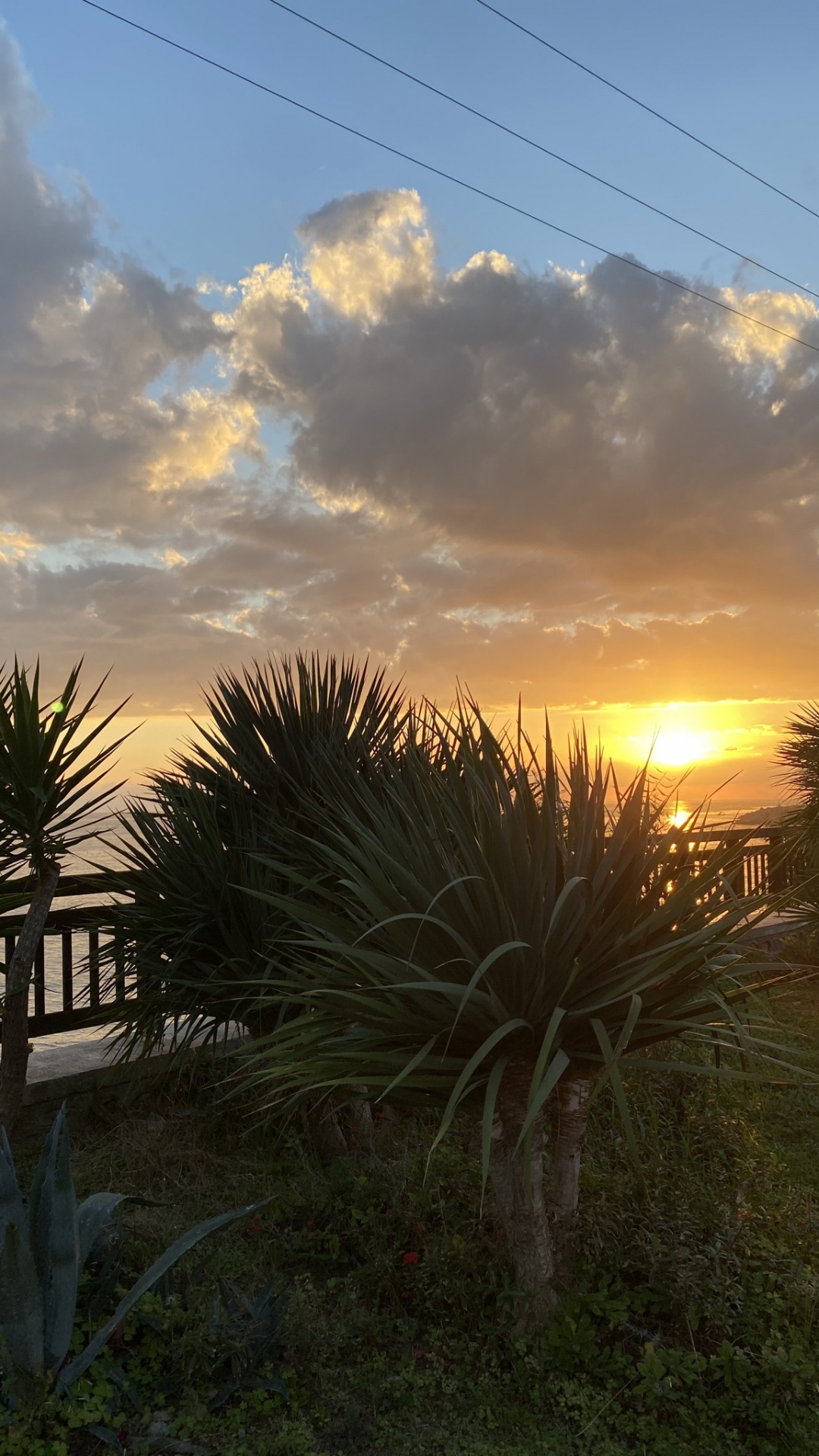 Обои пальмовые рощи, лист, растение, наука, биология в разрешении 1080x1920