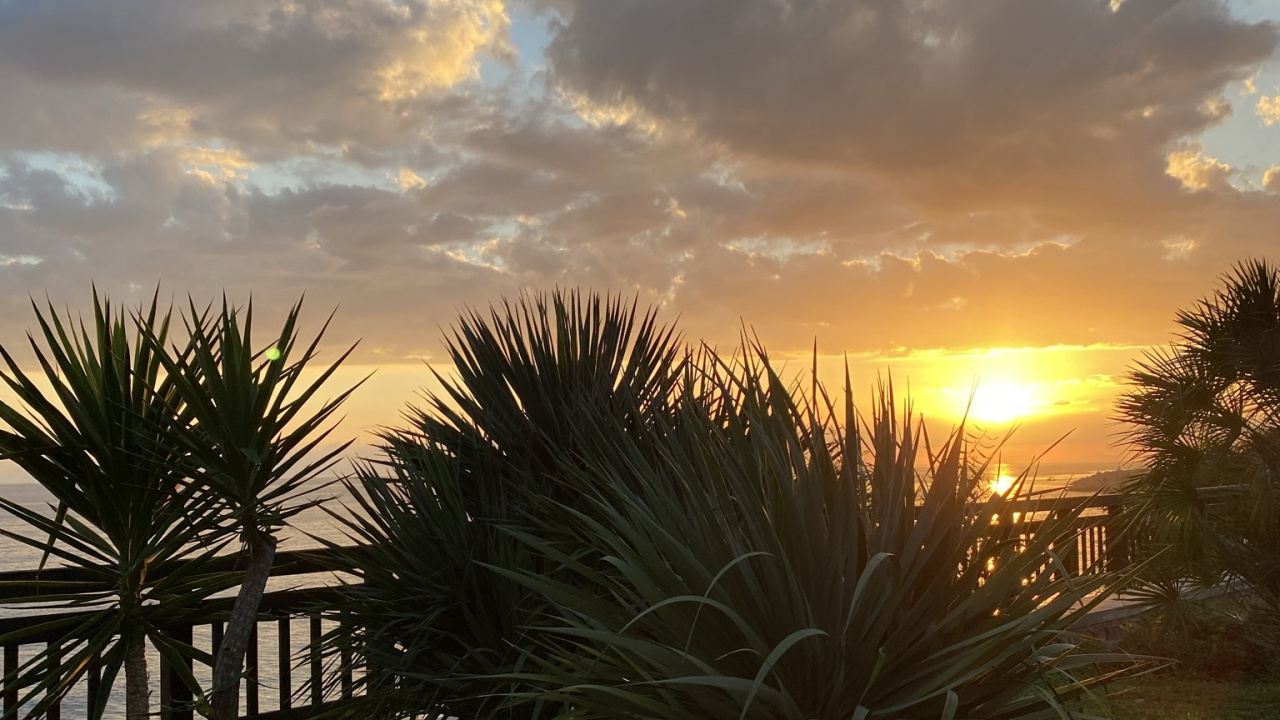 Обои пальмовые рощи, лист, растение, наука, биология в разрешении 1280x720