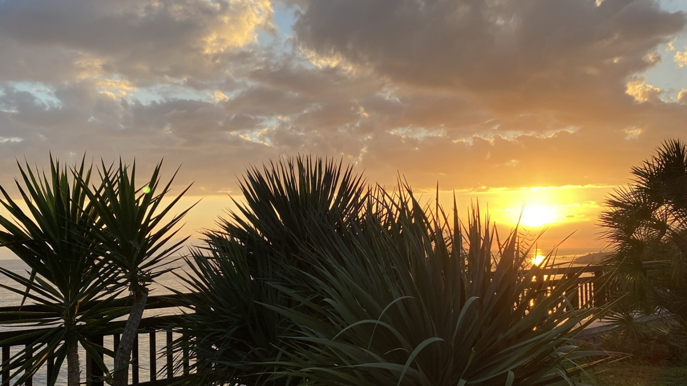 Обои пальмовые рощи, лист, растение, наука, биология в разрешении 1366x768