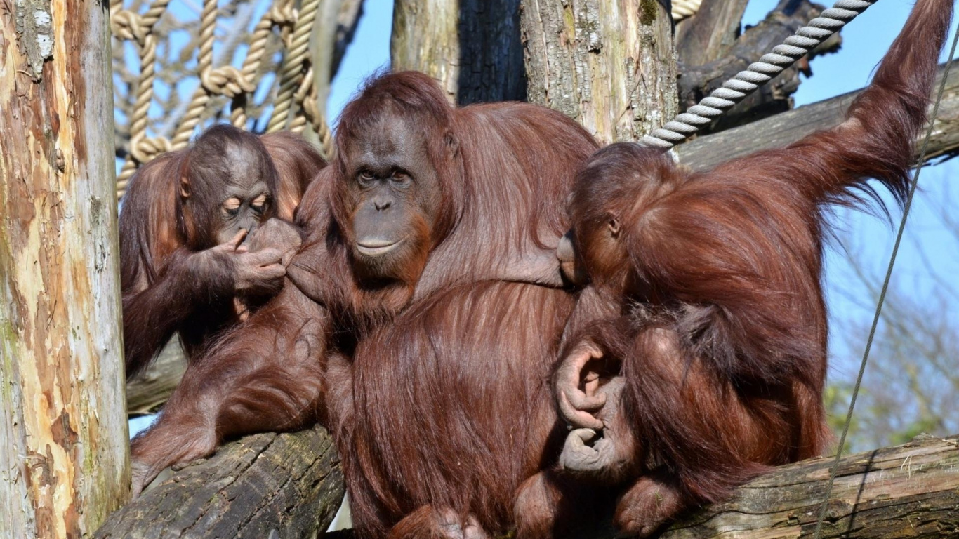 Обои примас, шимпанзе, орангутанг, живая природа, наземные животные в разрешении 1366x768