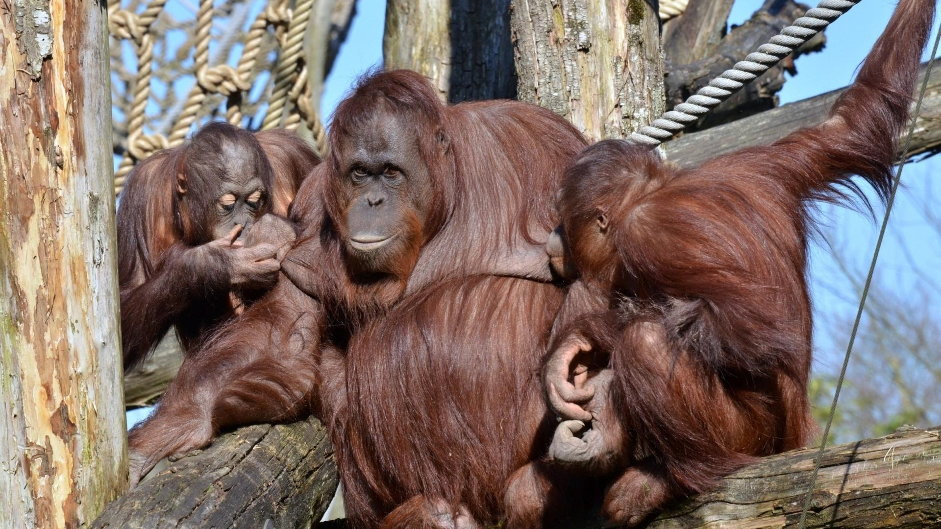 Обои примас, шимпанзе, орангутанг, живая природа, наземные животные в разрешении 1920x1080