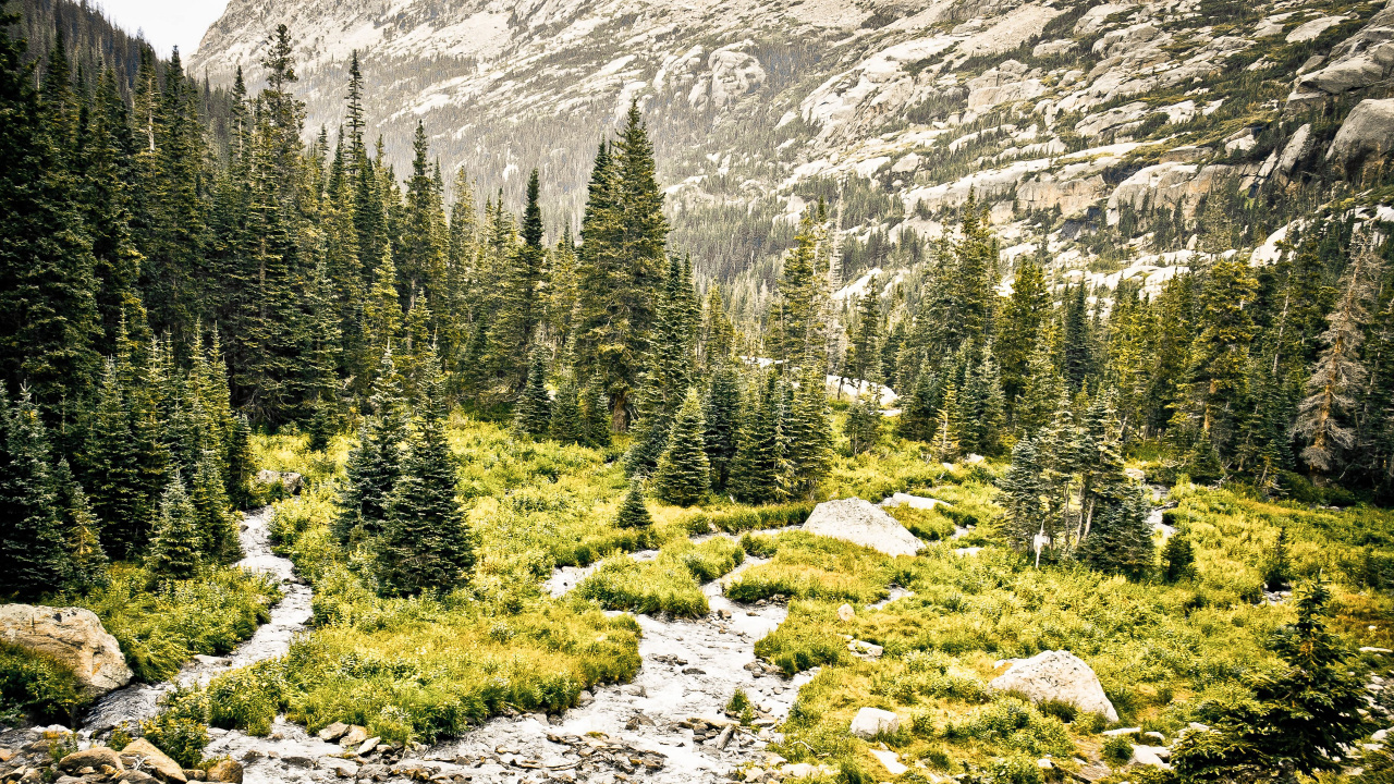 Обои дерево, дикая местность, гора, природный заповедник, растительность в разрешении 1280x720