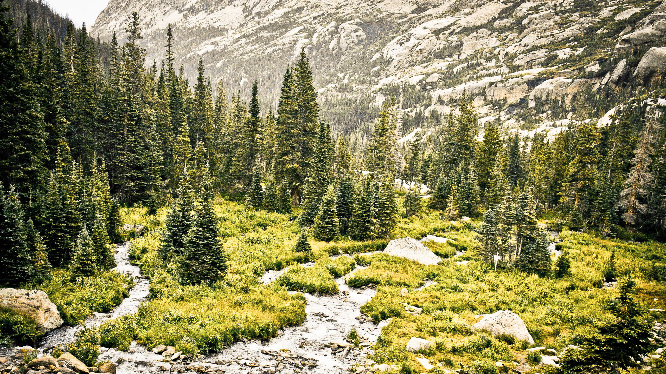Обои дерево, дикая местность, гора, природный заповедник, растительность в разрешении 2560x1440