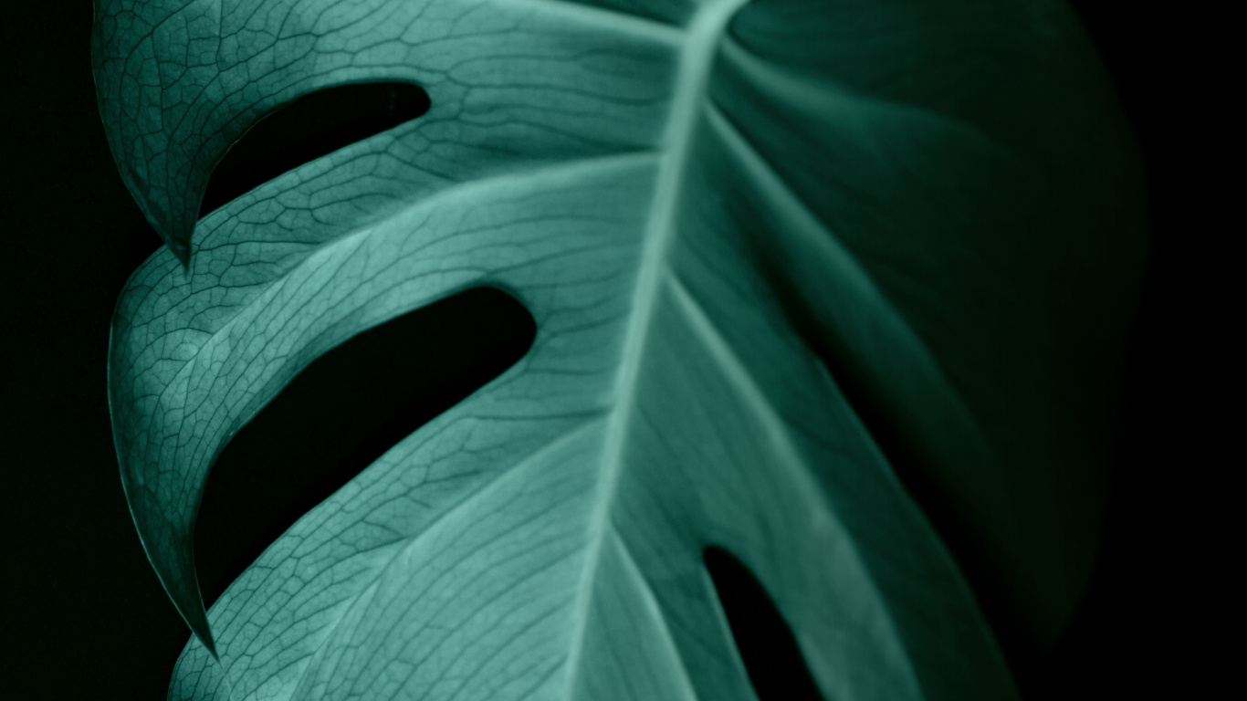 Обои зеленый, лист, растение, лепесток, цветок в разрешении 1366x768