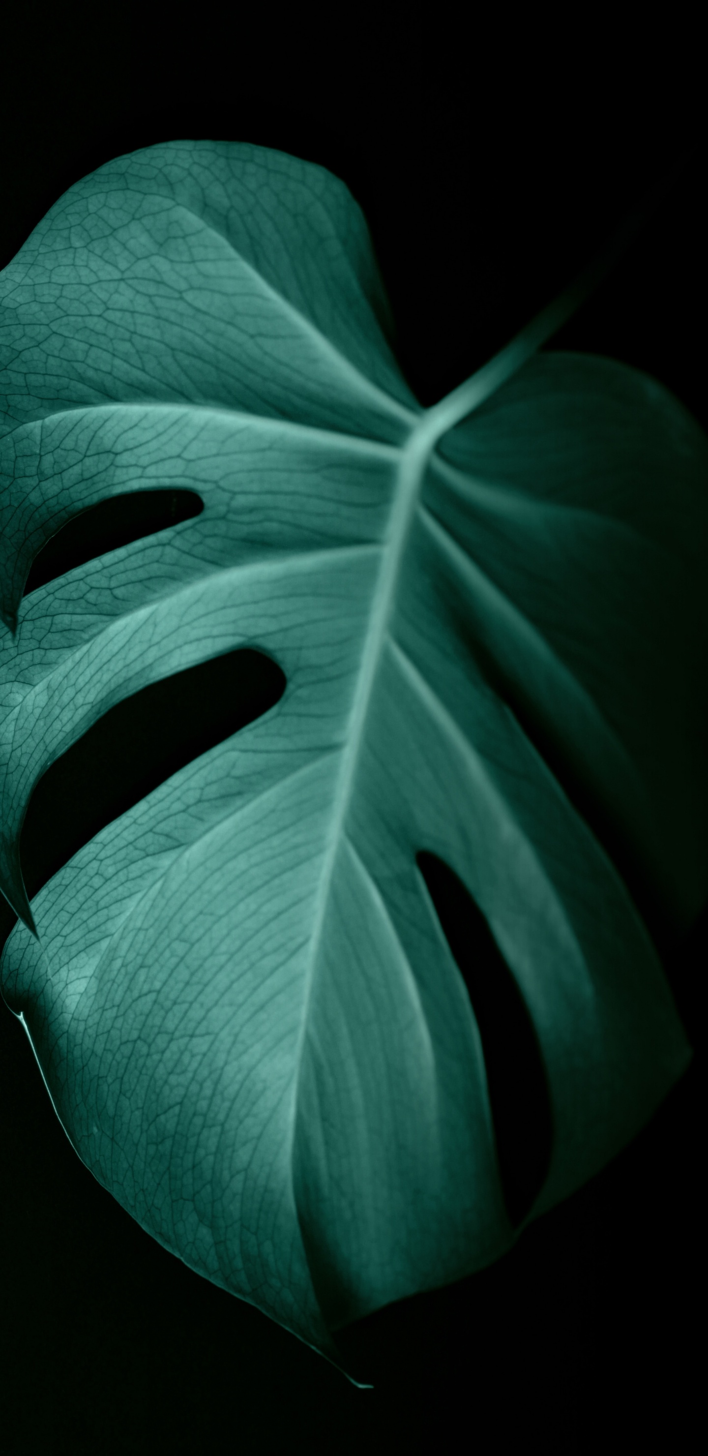 Обои зеленый, лист, растение, лепесток, цветок в разрешении 1440x2960