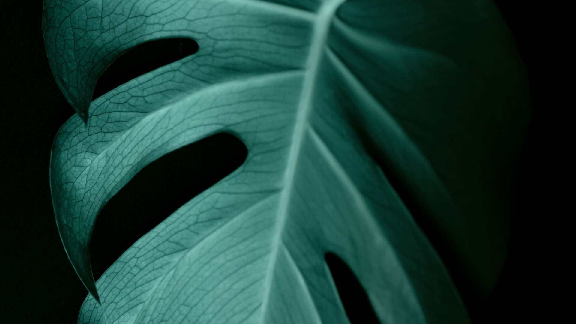 Обои зеленый, лист, растение, лепесток, цветок в разрешении 1920x1080