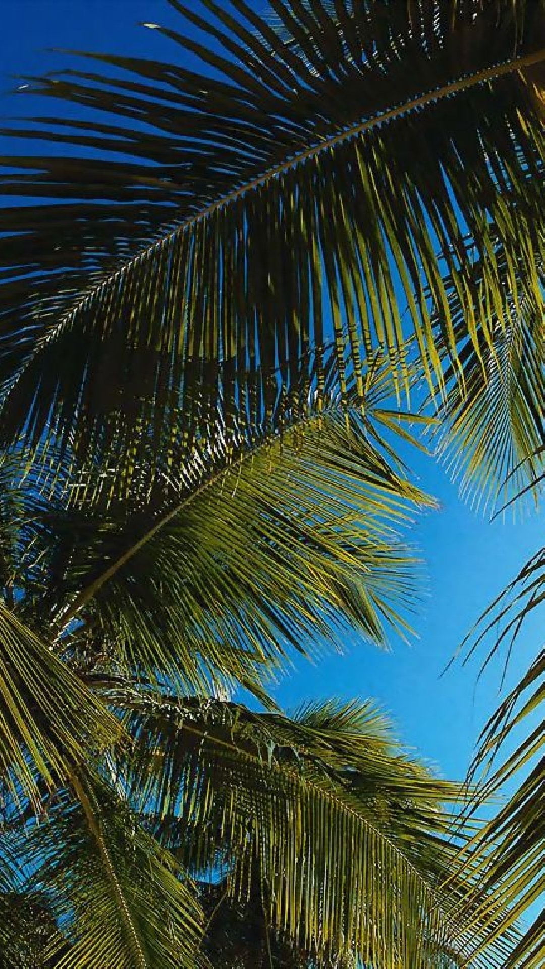 Обои дерево, Пальма, растительность, тропическая зона, растение в разрешении 1080x1920