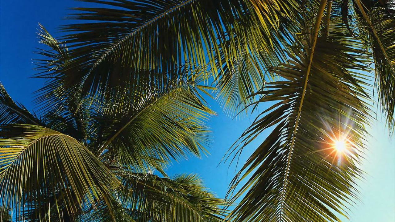 Обои дерево, Пальма, растительность, тропическая зона, растение в разрешении 1280x720