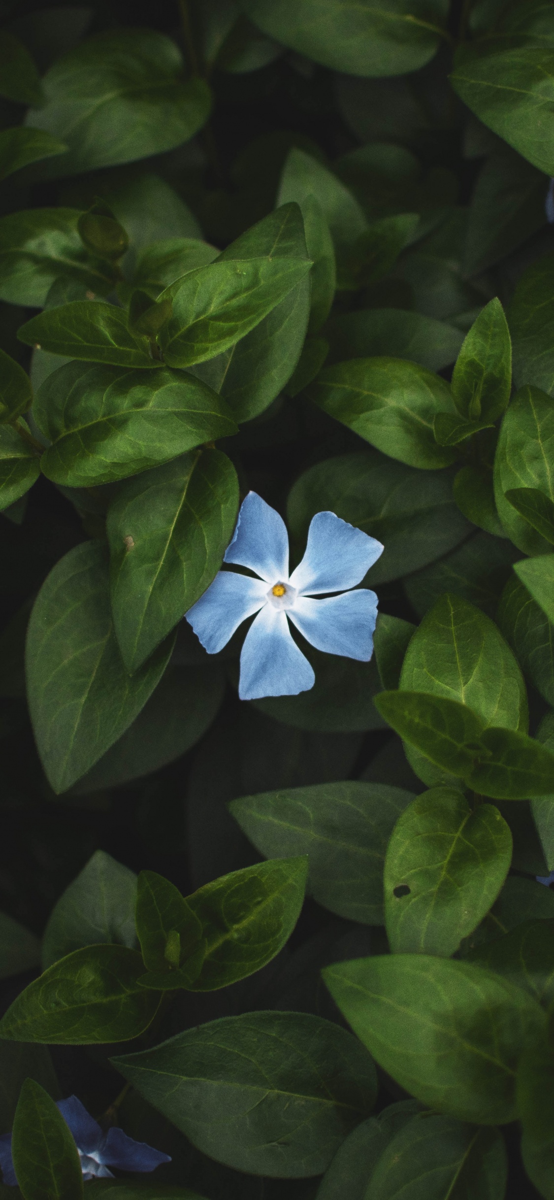 Обои цветок, зеленый, цветковое растение, барвинок, синий в разрешении 1125x2436