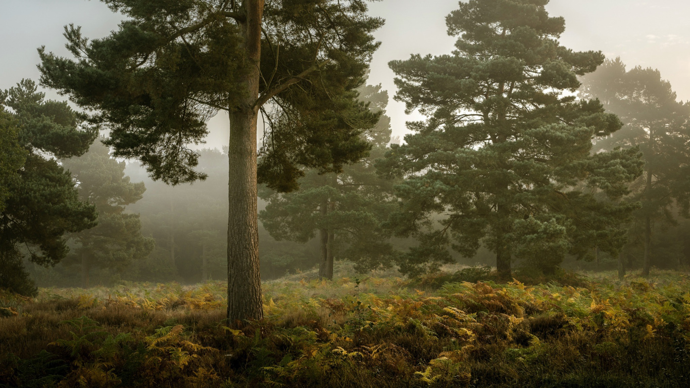 Обои дерево, туман, лес, тропический лес, ель в разрешении 1366x768