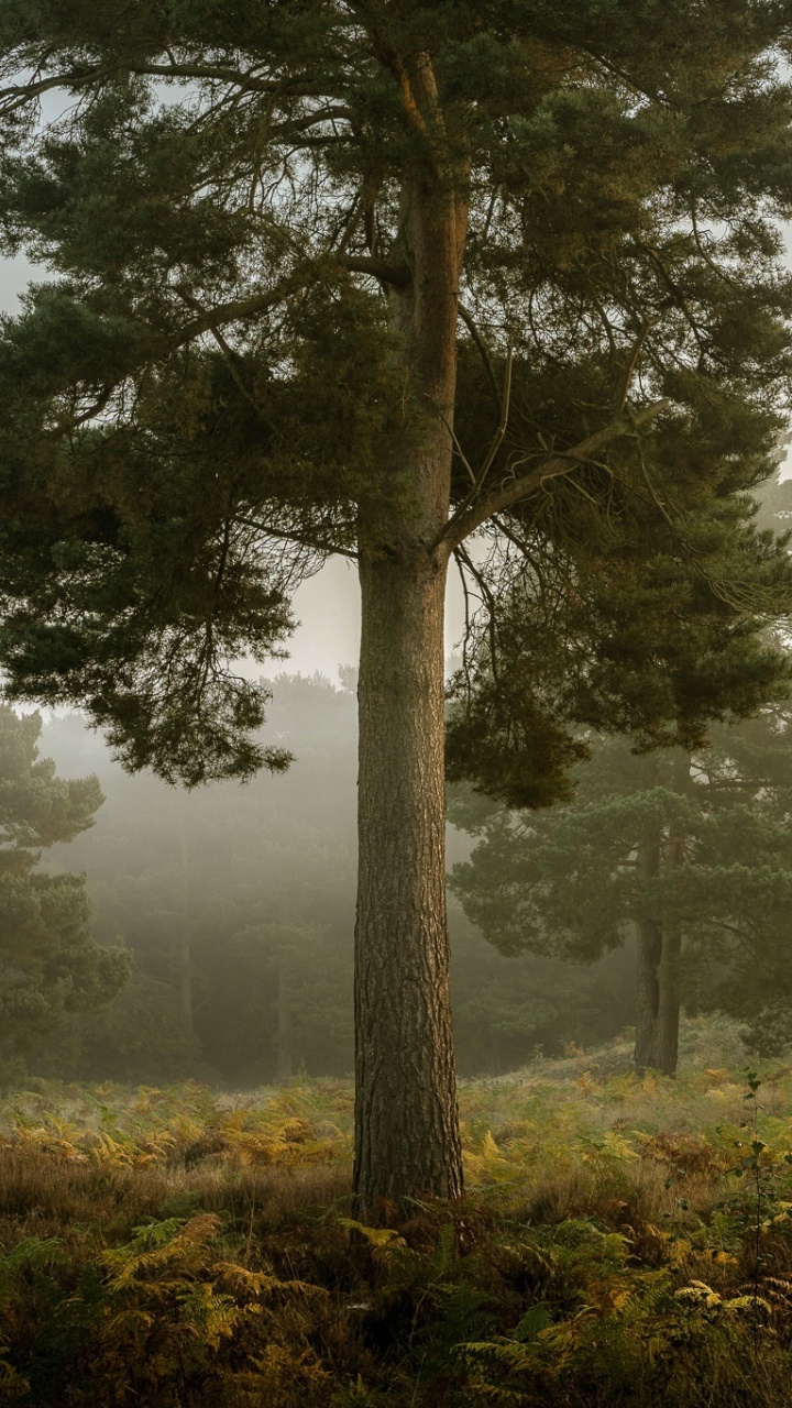 Обои дерево, туман, лес, тропический лес, ель в разрешении 720x1280