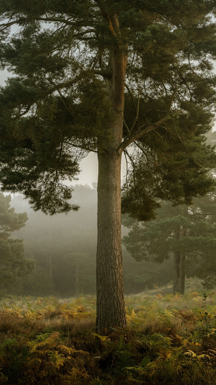 Обои дерево, туман, лес, тропический лес, ель в разрешении 750x1334