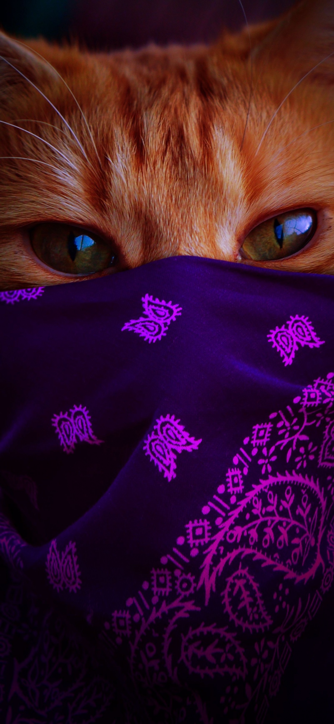 Обои кошка в платке 2021-01, бакенбарды, голова, кот, глаз в разрешении 1125x2436